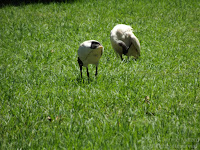 Australian white ibis self-preening, Royal Botanic Gardens, Sydney, Australia - photo by Denise Motard