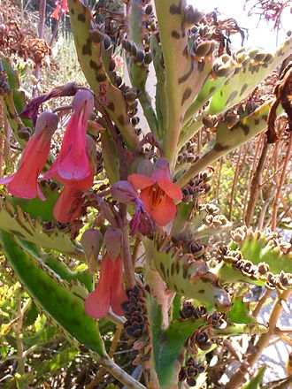 Planta y flor de kalanchoe