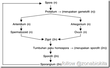 metagenesis paku homospora