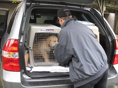 Anne secures the crates in the back of the car