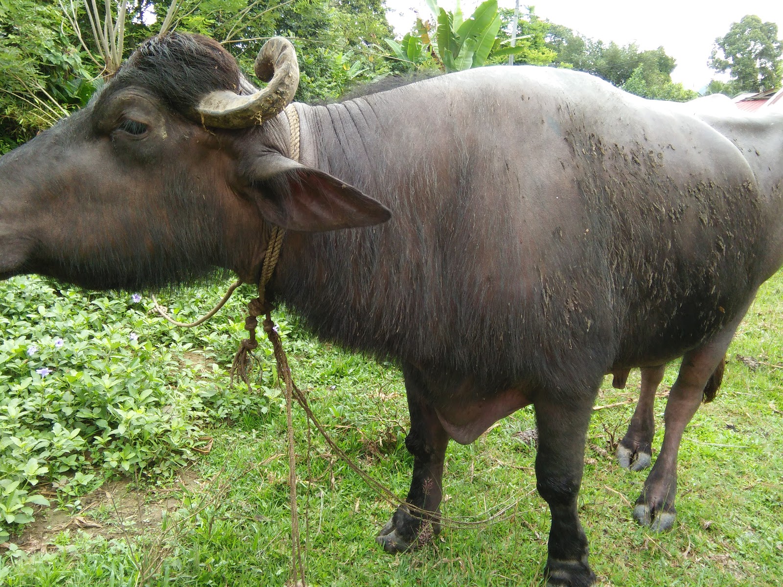 Kebau Sapi Buffalo Murrah Kerbau Susu Malaysia