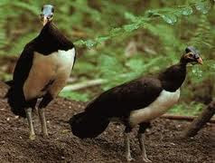 Maleo satwa endemik Sulawesi dan Buton....!!! | http://indonesiatanahairku-indonesia.blogspot.com/