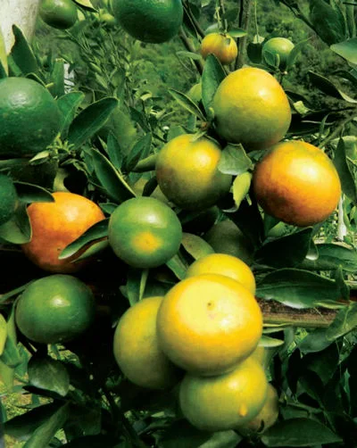 ส้มสายน้ำผึ้งไร้เมล็ด พันธุ์ แพร่1 ลักษณะเด่น