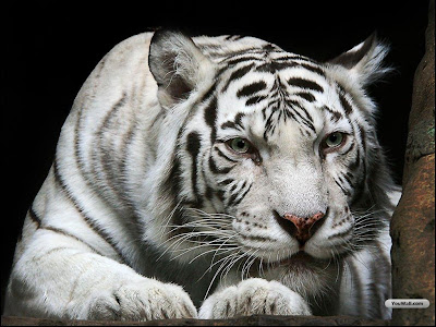 Cute Wallpaper of White Tiger