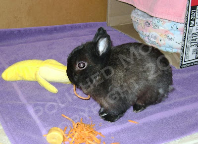 Picture of my bunny eating his shredded carrots like spaghetti