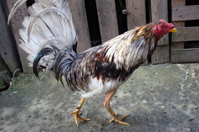 gallo fino de combate para envio a neiva desde bogota colombia