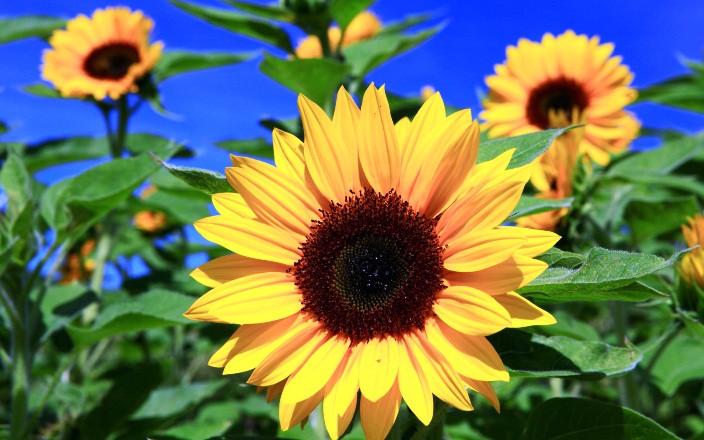  Gambar Bunga Matahari Terindah  2 Video Slideshow Kebun 