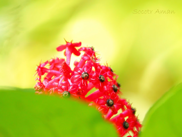 Phytolacca japonica