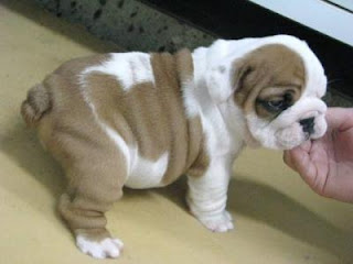 Bulldog Cachorros, parte 5