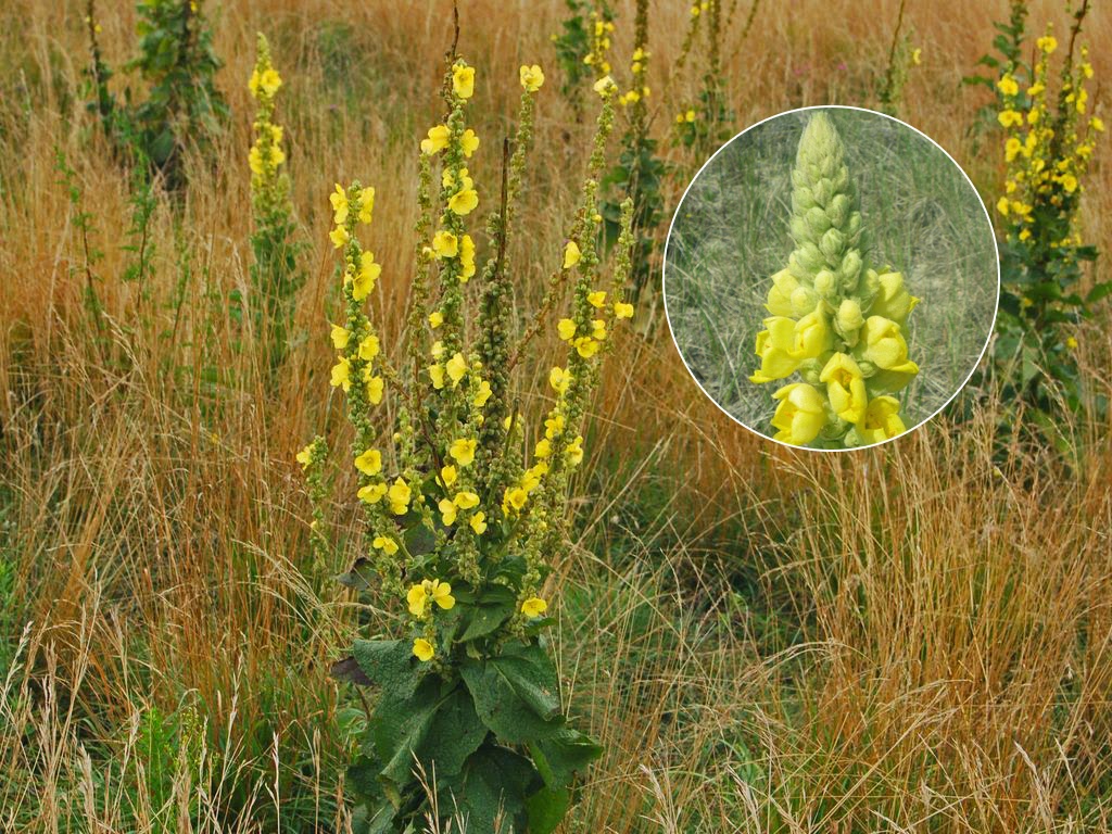 Lumânărică - Verbascum thapsus (Scrophulariaceae)