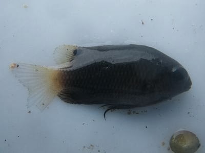 ヌバタマ日誌 報告 写真編