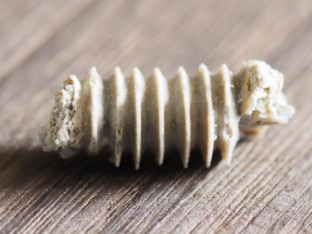 カルセドニー（クリノイド仮晶）Chalcedony(after Crinoide) Carboniferous period Donetsk oblast, Ukraine