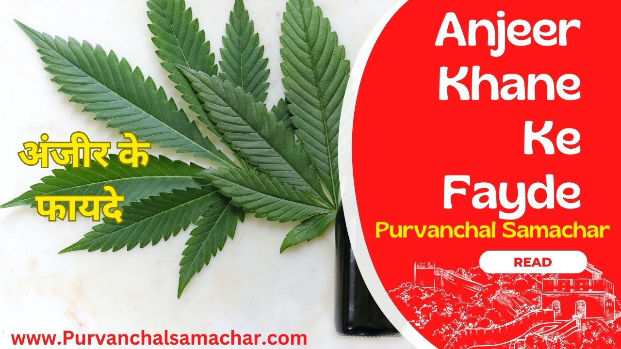 Bhang ke patte ke fayde : भांग के पत्तों से क्या फायदा होता है?  image