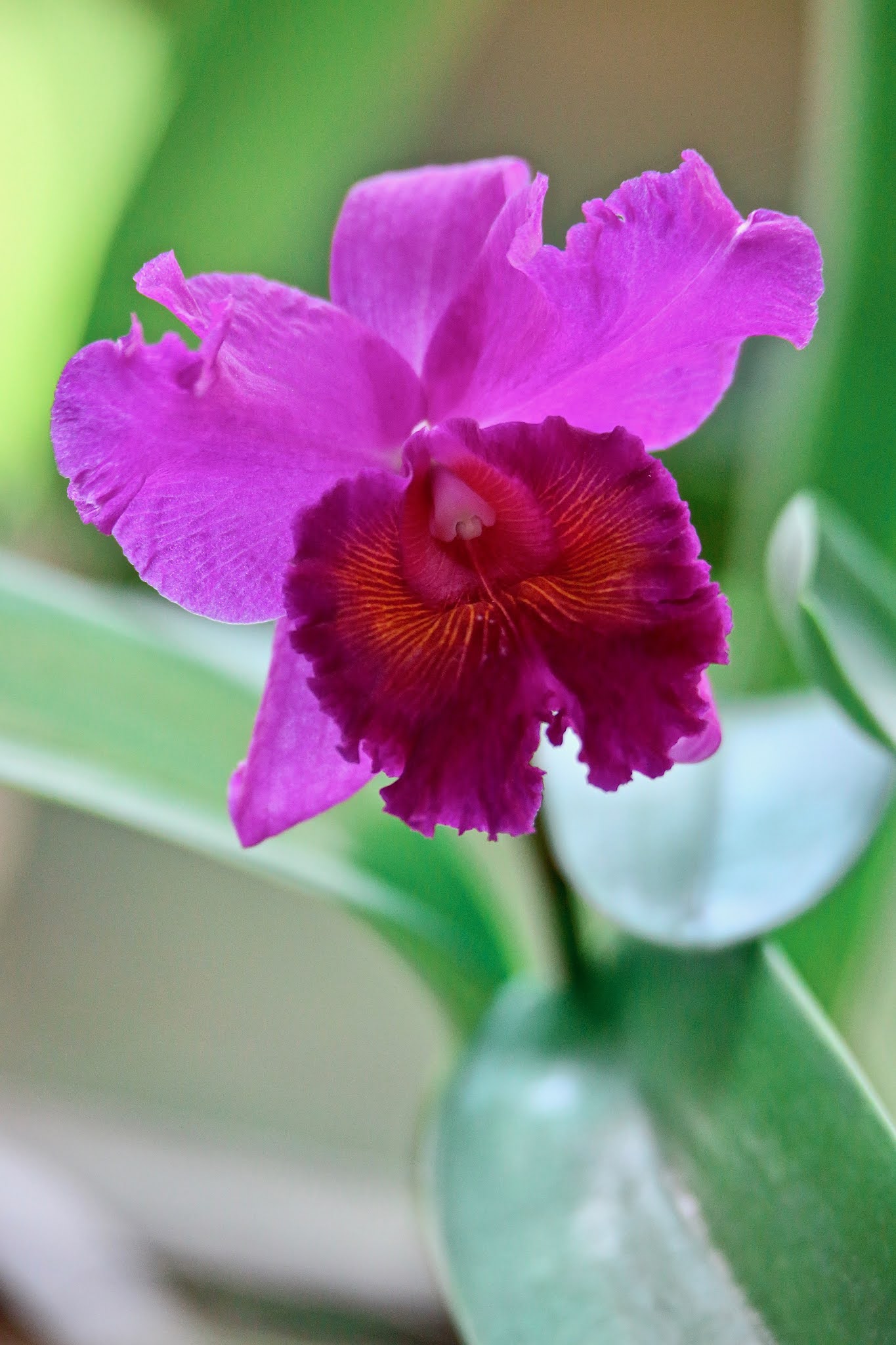 Common Orchids of India, high resolution images free