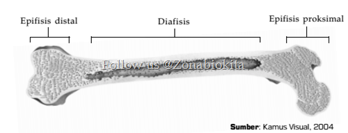 Tulang sebagai Alat Gerak Tubuh Zone Biologi Kita