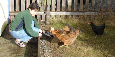 My chicken friends - see little Boeckem?