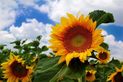 sunflower pictures