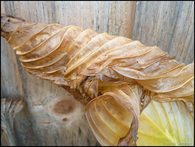 P1210105