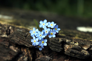 Você faz a Diferença: Na simplicidade de uma flor está o amor.