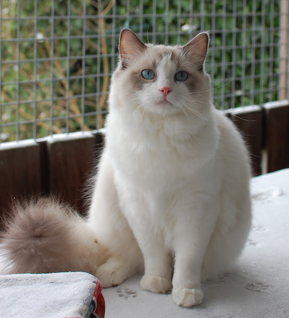 Pacificats Floris by Pacificat Ragdolls from flickr (CC-NC-ND)