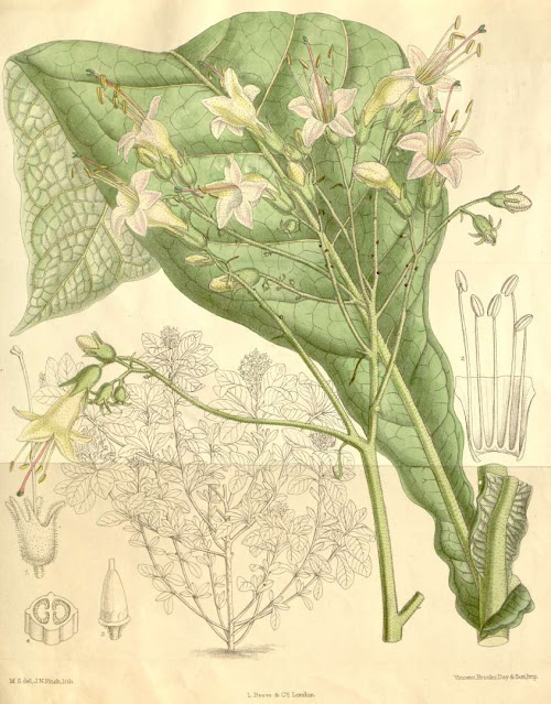 Nicotiana tomentosa