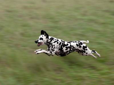 Dalmatian