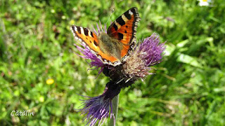 Aglais urticae IMG11098