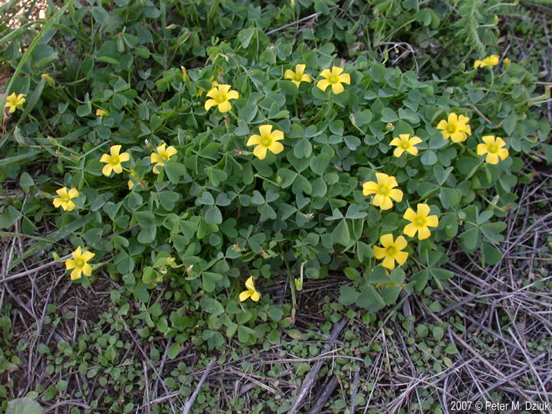 Кислица Диллена / Кислица Диллениуса (Oxalis dillenii)