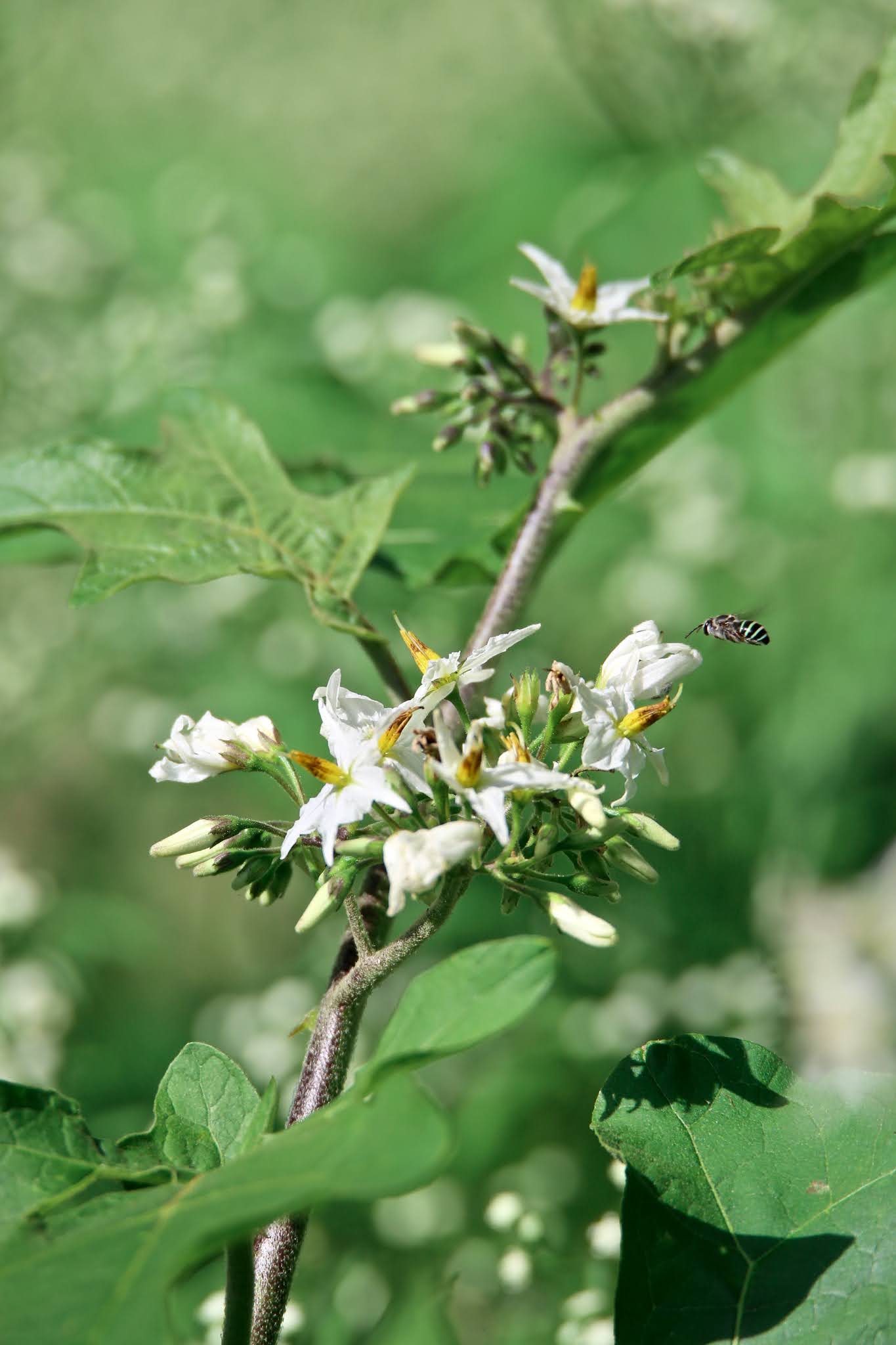 Tropical Soda Apple Flowers high resolution free