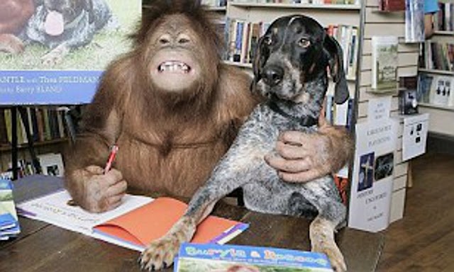 old dog and orangutan 