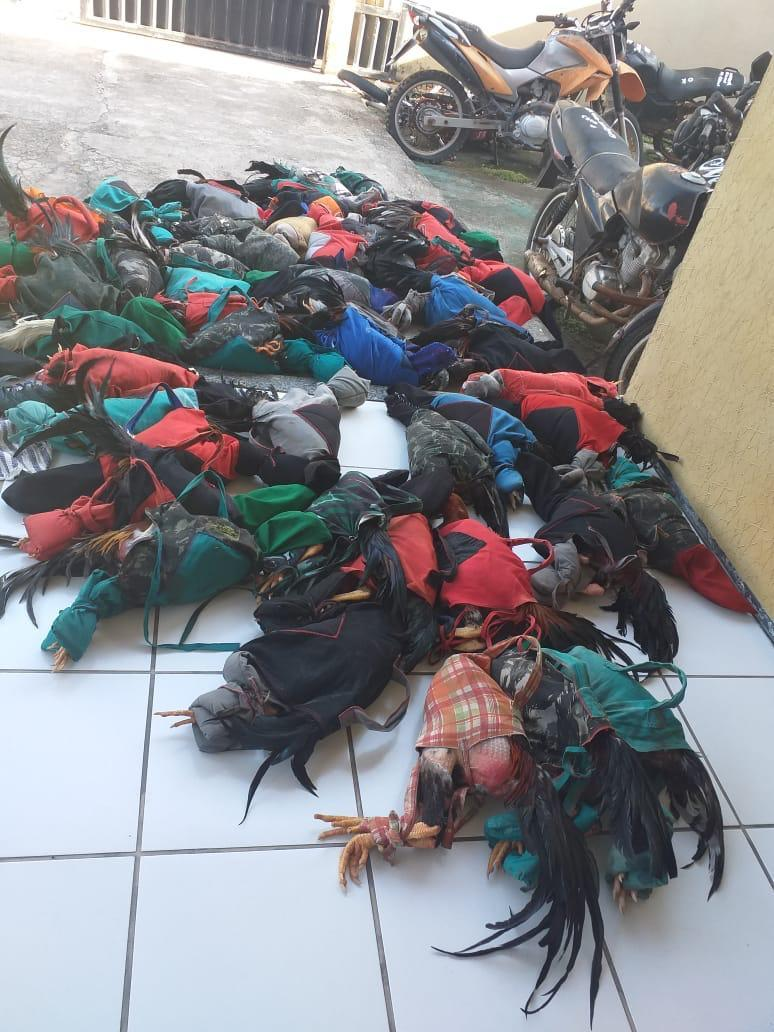 55 galos são apreendidos e dez pessoas presas em rinha no Acaraú-CE