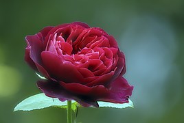 Foto Keindahan Bunga Mawar merah