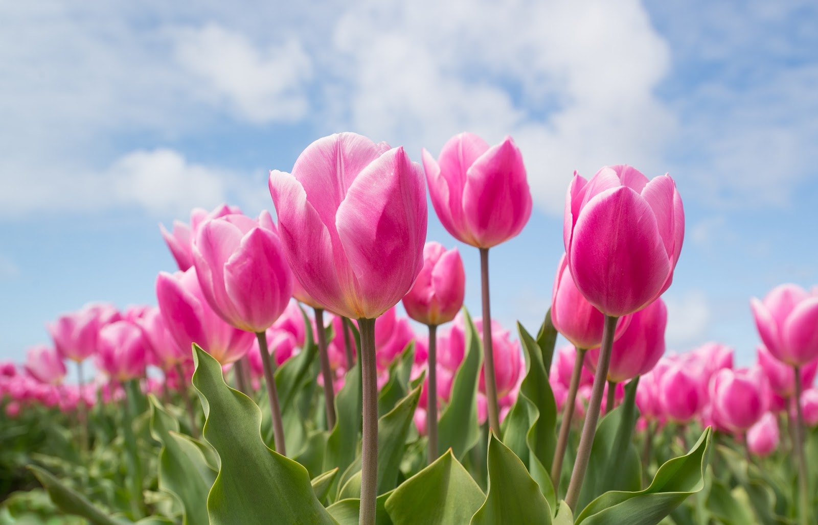 Koleksi Gambar Bunga Tulip Mekar Indah Dipandang Gambar Indah