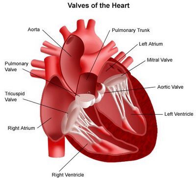 circulatory system heart blood vessels. The heart is one organ that