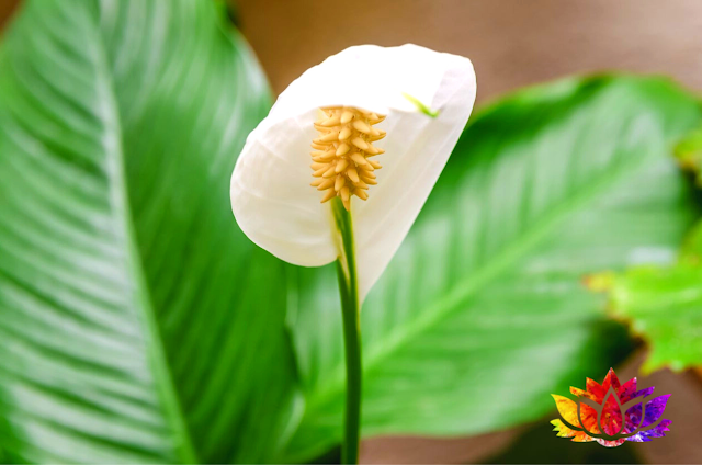 كيف تنمو وترعى نبتة زنبق السلام طريقة العناية بزنبق السلام وفوائد نبتة زنبق السلام