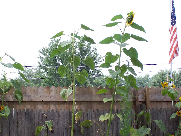 Awesome sunflowers!