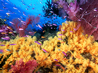Coral And Anthias Fish Wallpaper