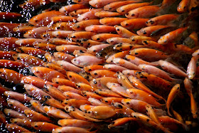 http://harper.ac.uk/aquaculture