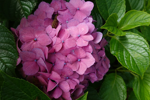 鳥取県西伯郡大山町宮内 アジサイ（紫陽花）