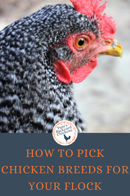 Before buying your birds, some initial chicken breed research can ensure your flock’s productivity, climate hardiness and make sure you meet your goals.