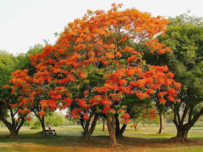 Cara Menanam Pohon Flamboyan dengan Bunga Yang Cantik