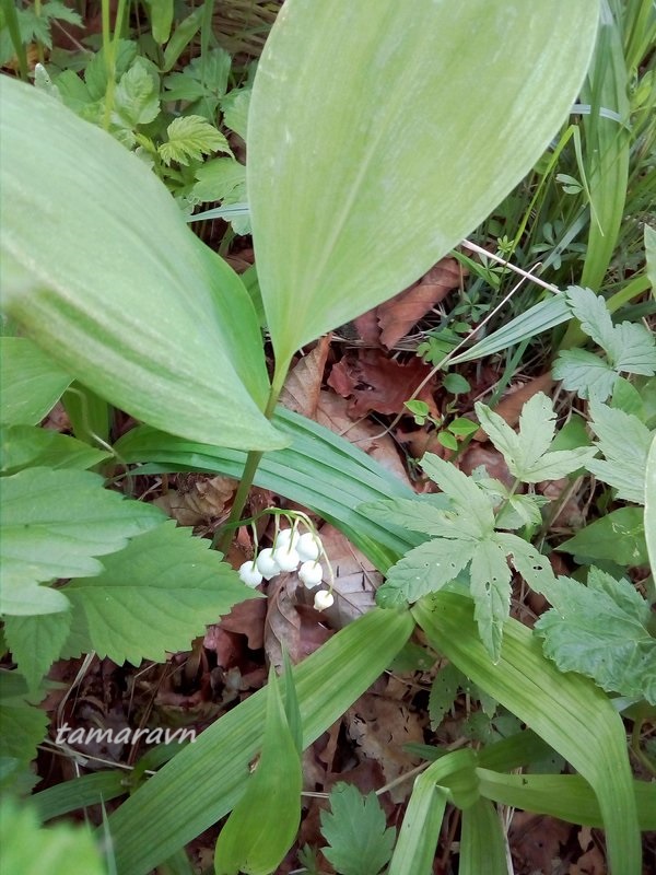 Ландыш Кейзке / Ландыш маньчжурский (Convallaria keiskei)