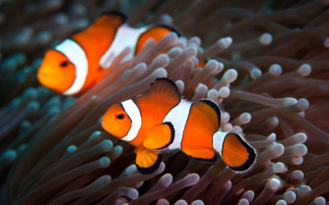 Dunia Ikan Hias - Badut Clownfish