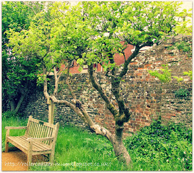 Ancient apple tree - Malus domestica Gladstone