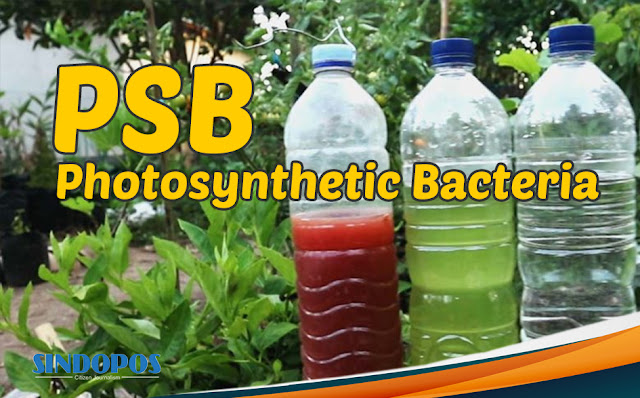 Photosynthetic Bacteria/Bakteri Fotosintesis (PSB)