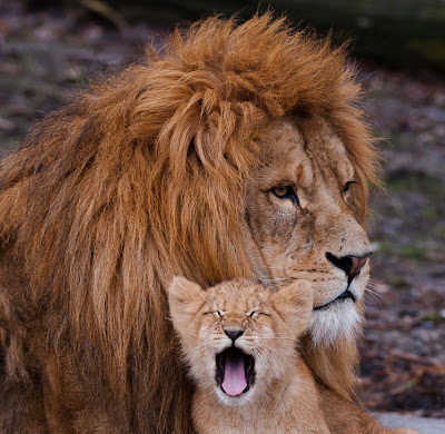 Amor de padre - Papá león - El pequeño leoncito - Lions