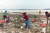 Bersama Warga Teluk Salak, PT Timah tanam 5000 Bibit Mangrove di Pantai Teluk Salak
