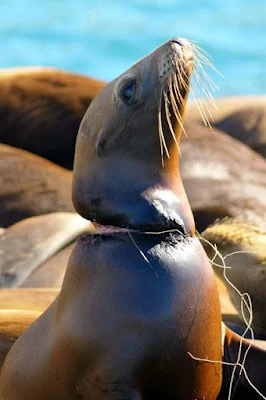 Leher anjing laut yang terjerat oleh tali jaring