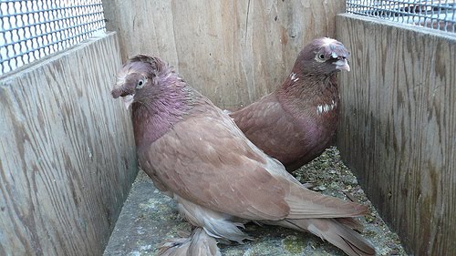 uzbek pigeons tumblers ~ BREEDS OF PIGEON ENCYCLOPEDIA Pigeon Tumbler Uzbek