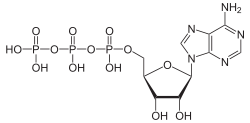 Rumus struktur adenosin trifosfat (ATP)